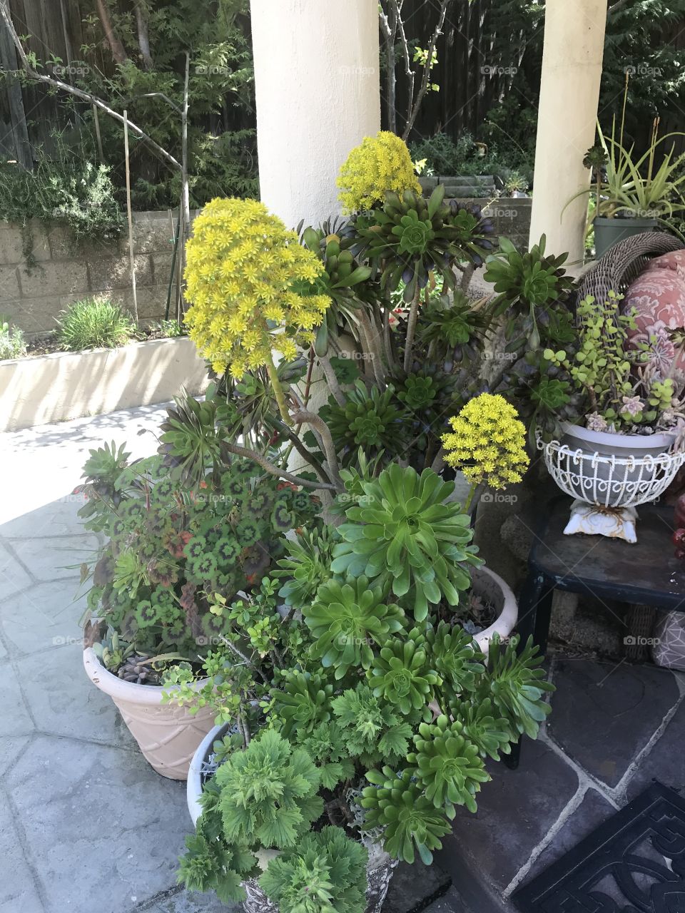 Aeoniums in bloom 