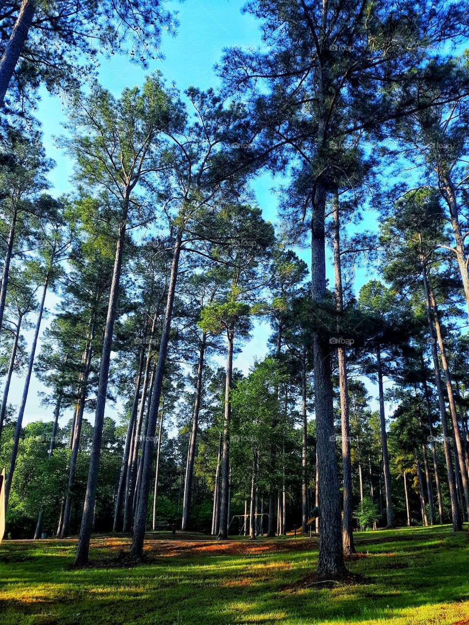 Field of Pine Trees