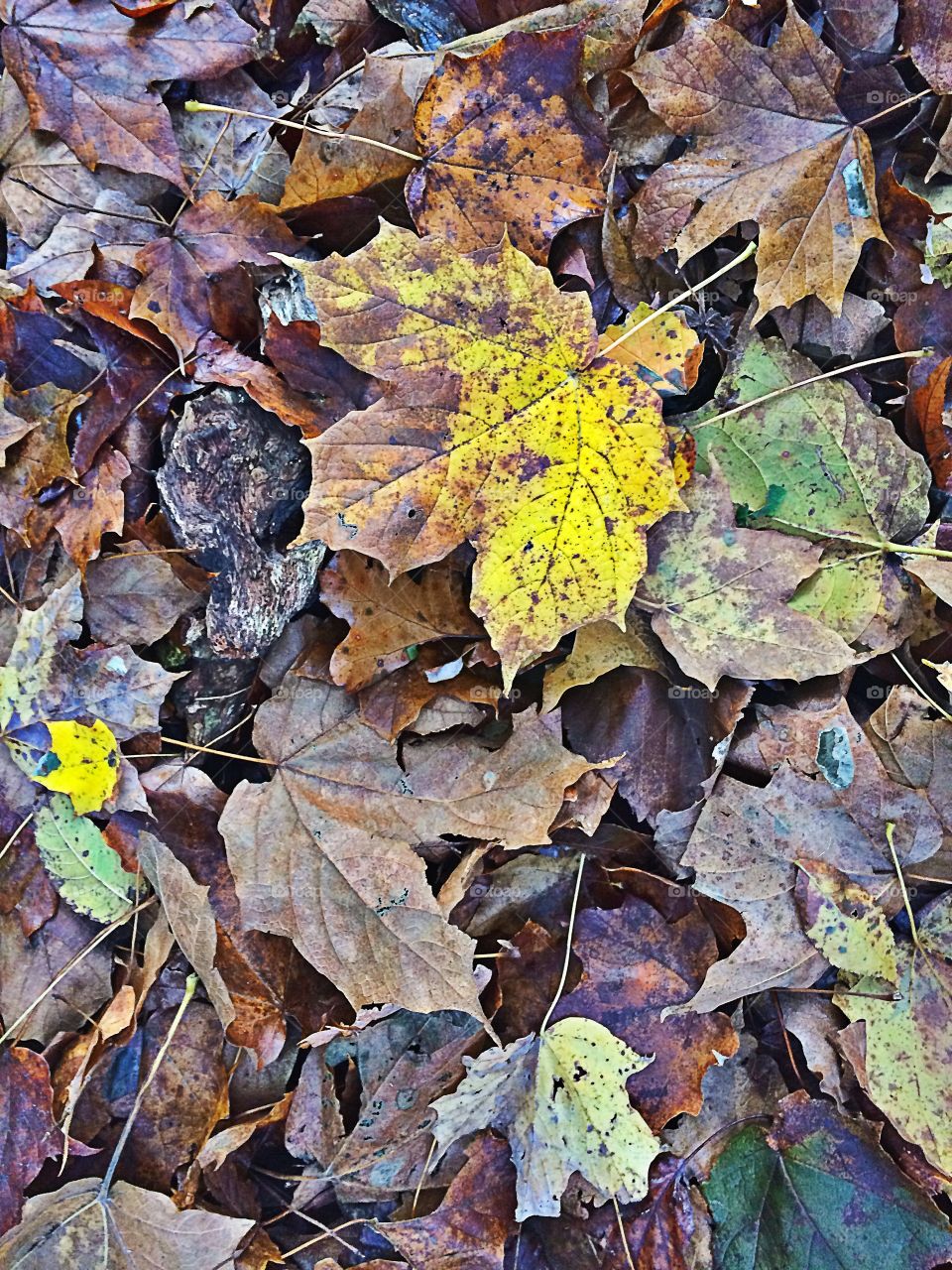 Fallen Leaves