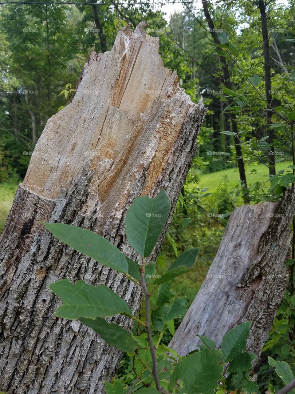 broken tree trunk