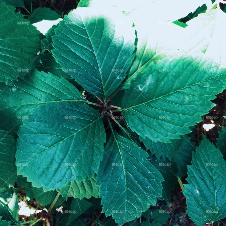 green leaf texture