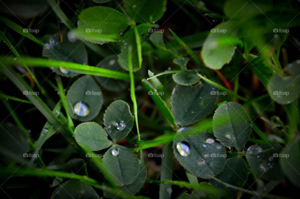 clover with dew in the grass