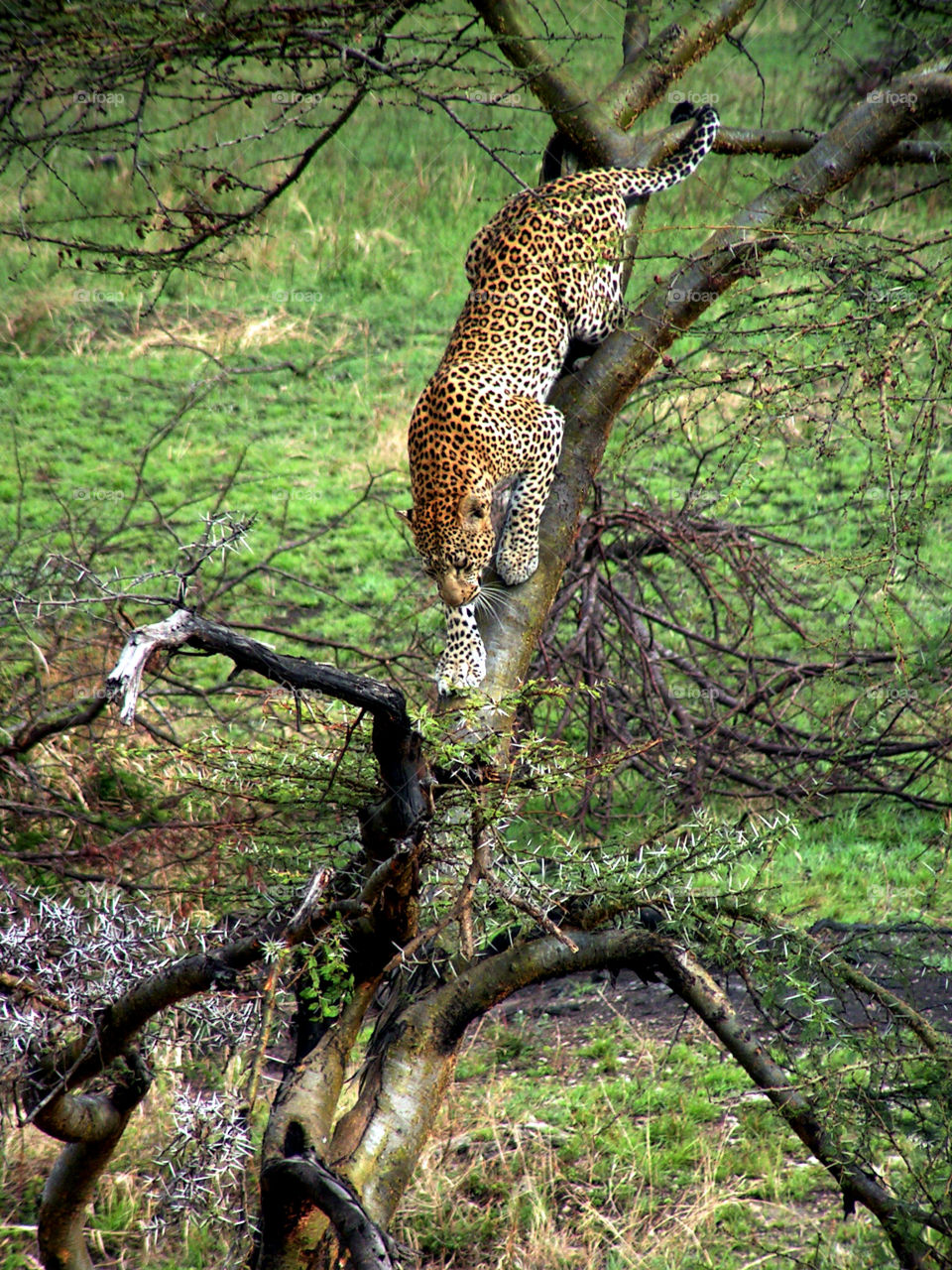 Leopard on a tree, Serengeti national park, Tanzania