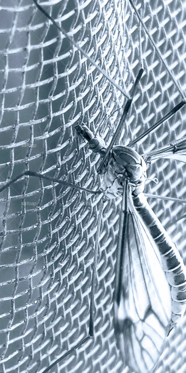 The Crane Fly.
it looks like mosquitoes but bigger than mosquitoes.
looks scary but its harmless according to my research.
it only lives few days😢
but so sad. since i didn't know, i accidentally murdered two of their kinds😢i regret but too late😢