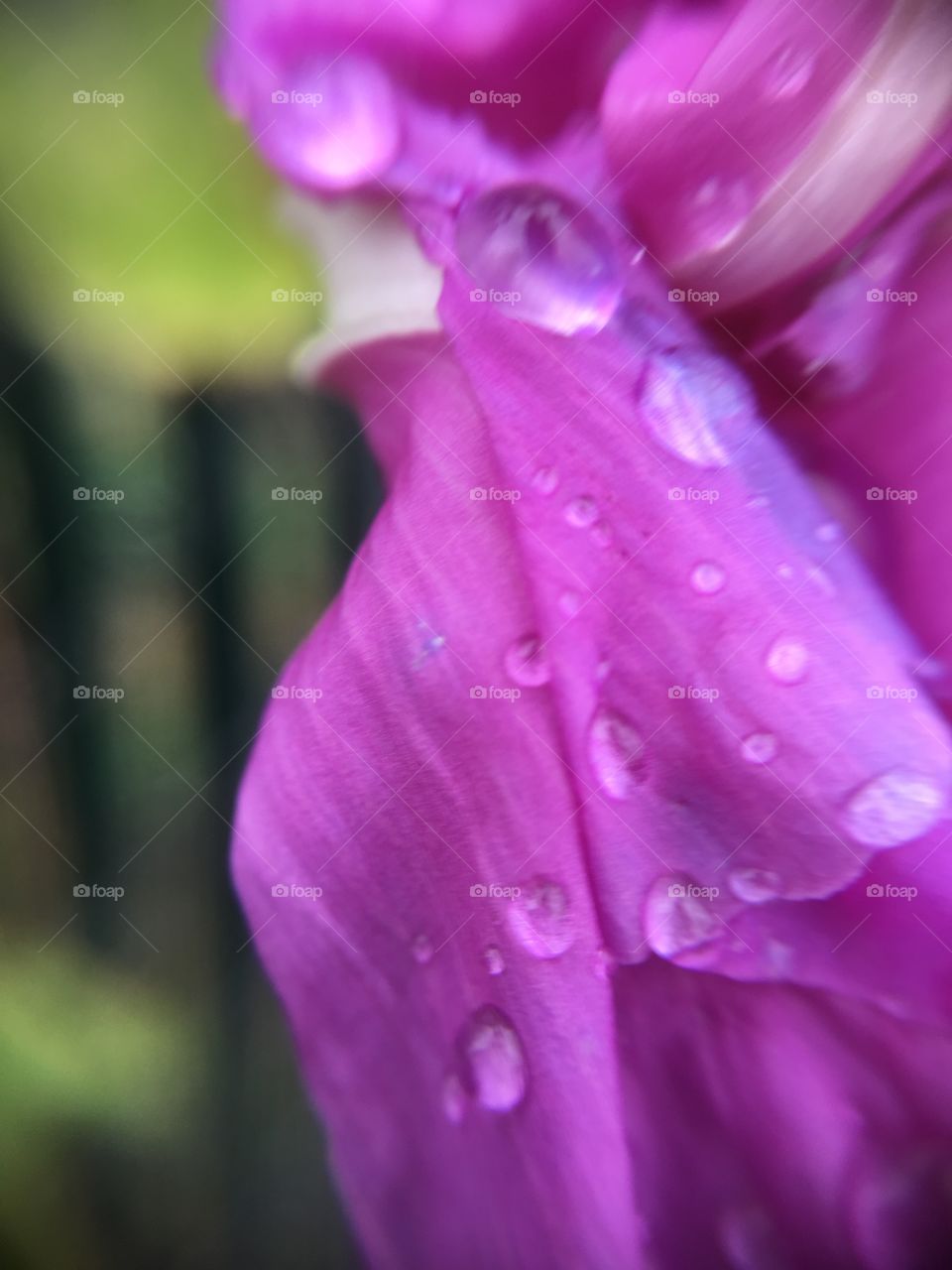 Rain drops on Morning Glory