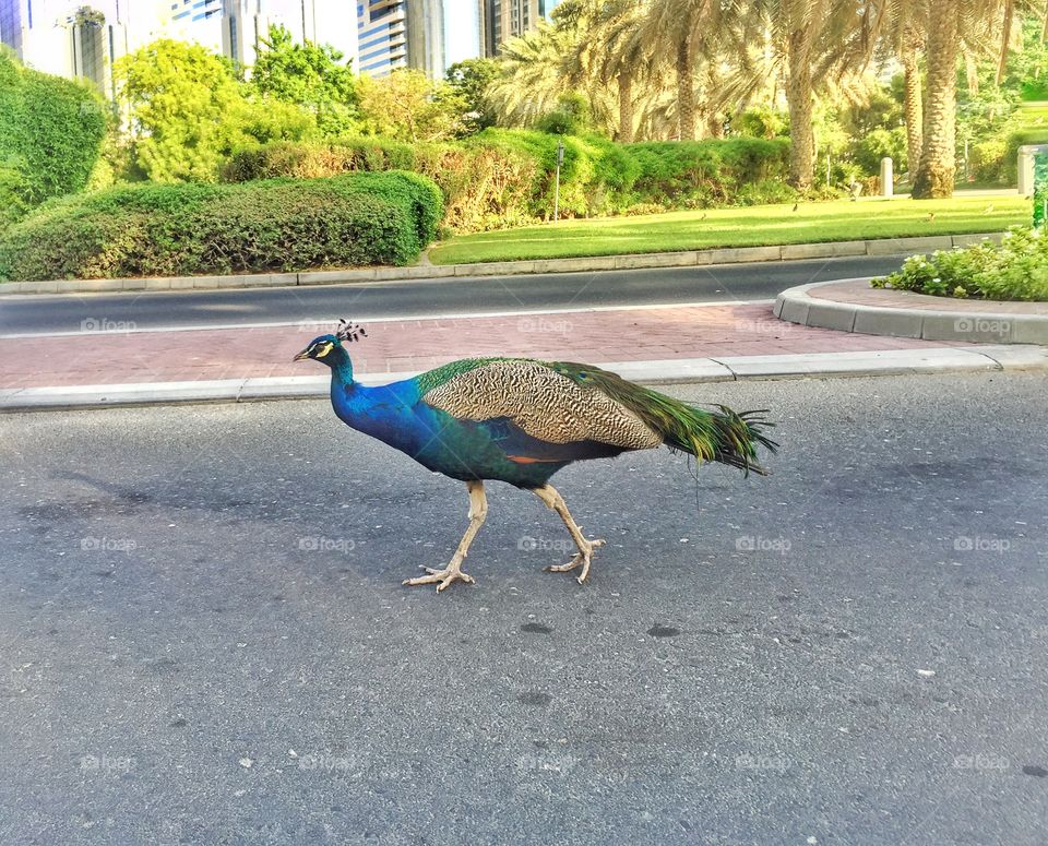 Peacock walking on the road