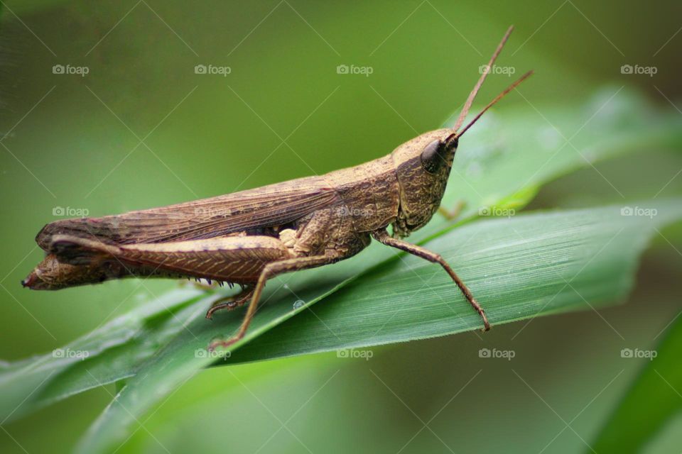 Grasshopper on the grass.