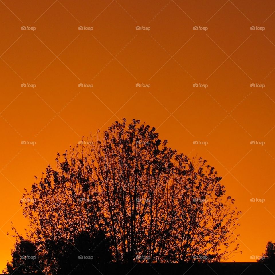 Maple Tree Sunset