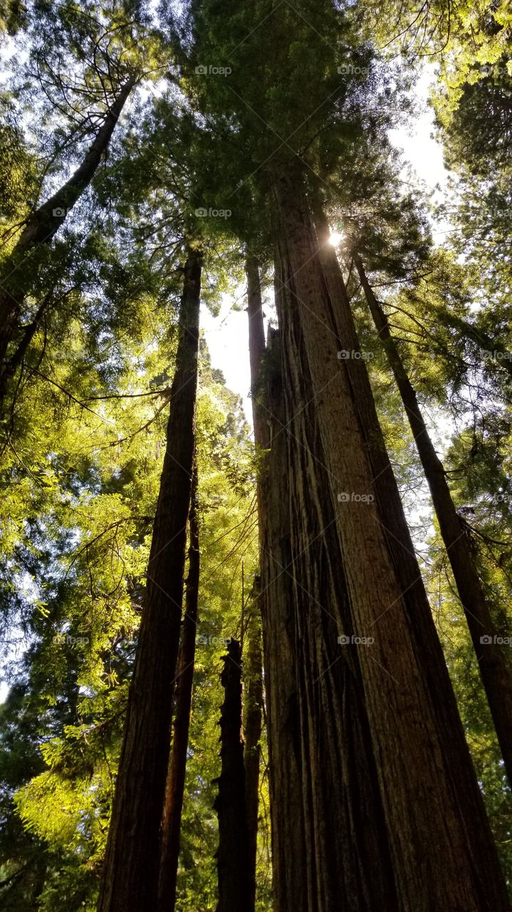 Northern California Redwoods