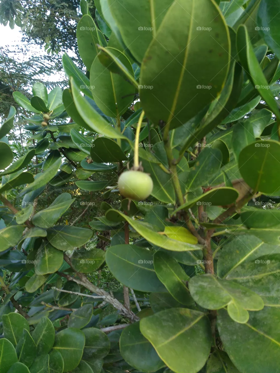 lindo