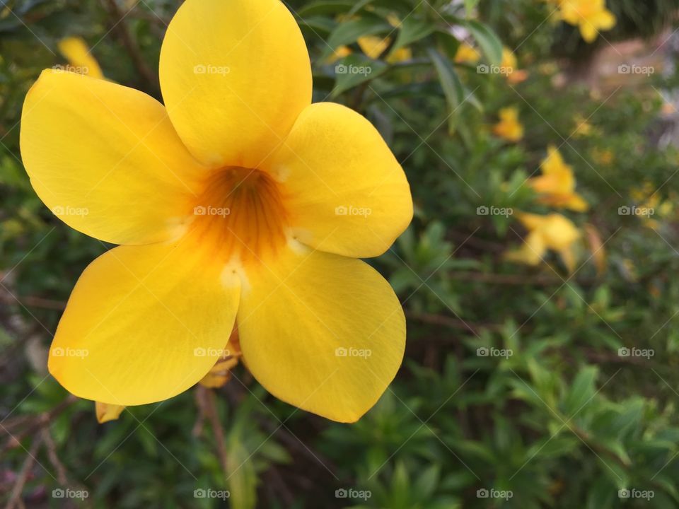 Allamanda in garden 