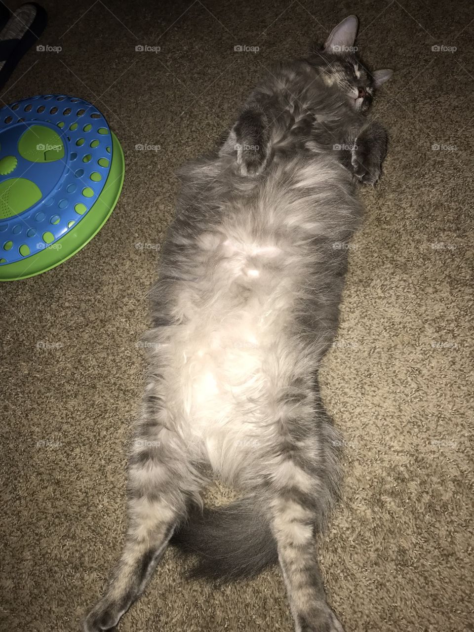 Mom and Dad purchased a Pat Left. Pat Pat Right game and after a few minutes it wore me out. Nap Time. 