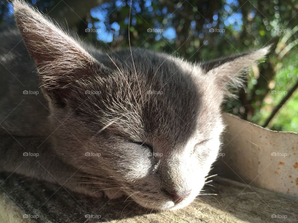 Close up of grey Kitten sunbathing 