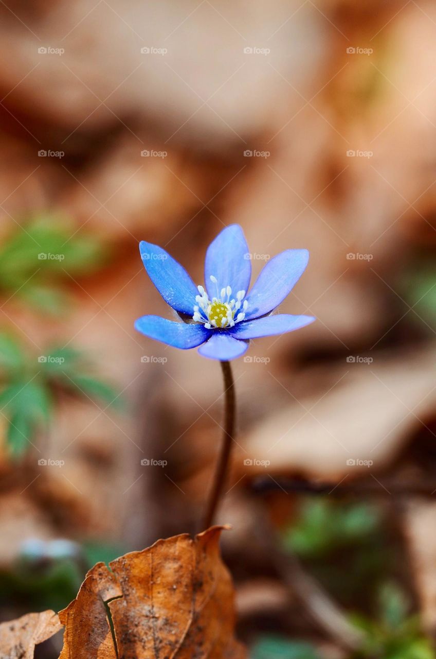 Closeup or macro of blue anemone hepatica flower