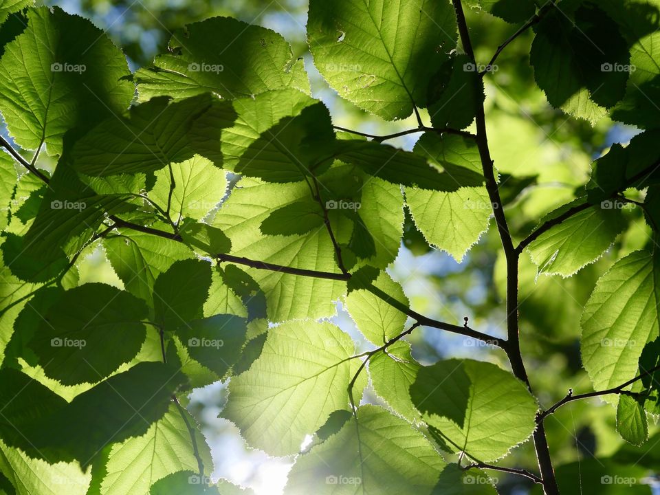 Sun shining through tree leaves
