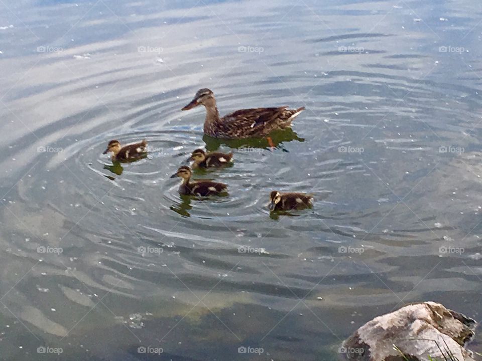 Duck. Mom duck. Ducklings. Downey. Fluffy. Swimming. Pond. Feathers. Foul. Birds. Ducks.