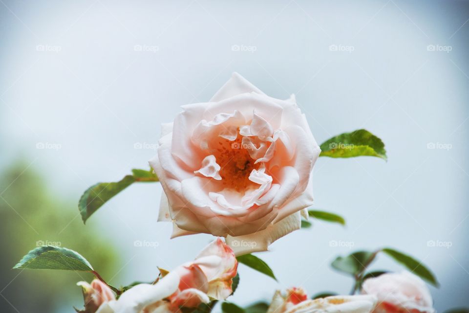 Close-up of pink rose