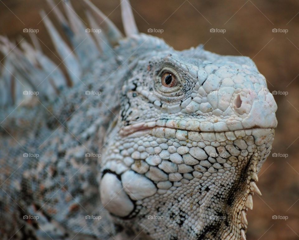 Iguana