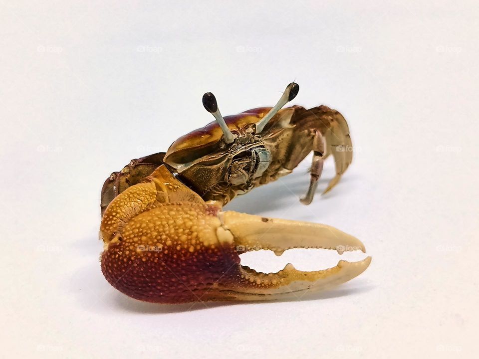 Crab isolated in white background