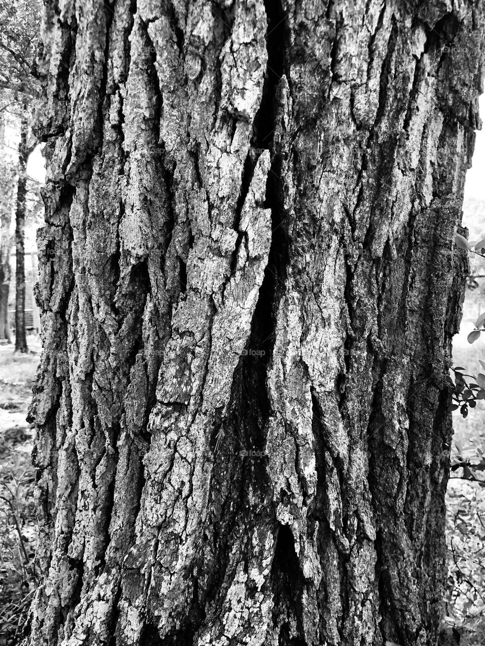 An old live oak is showing its cracks due its age and no rain here lately. Black and white!