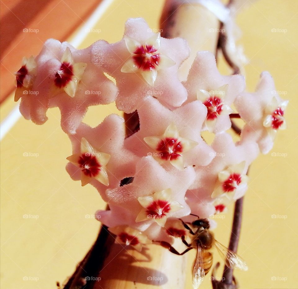 Hello
Please like my pictures and follow me
Thank you
Bee, Flower