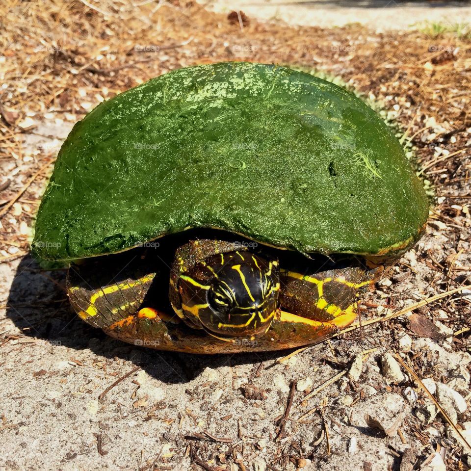 Green algae covering a Florida water turtle.