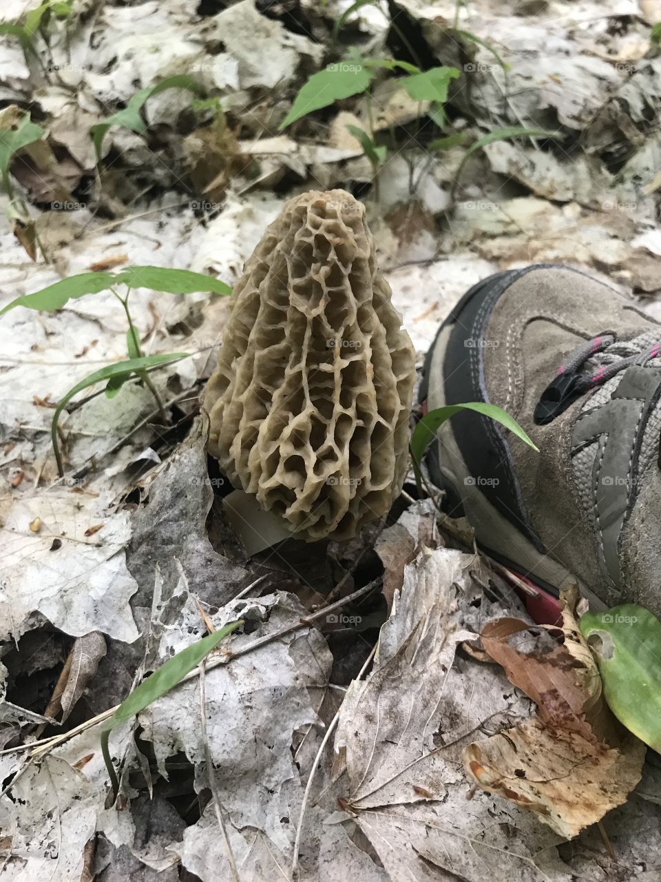 Watch Your Step - Huge Morel Mushroom