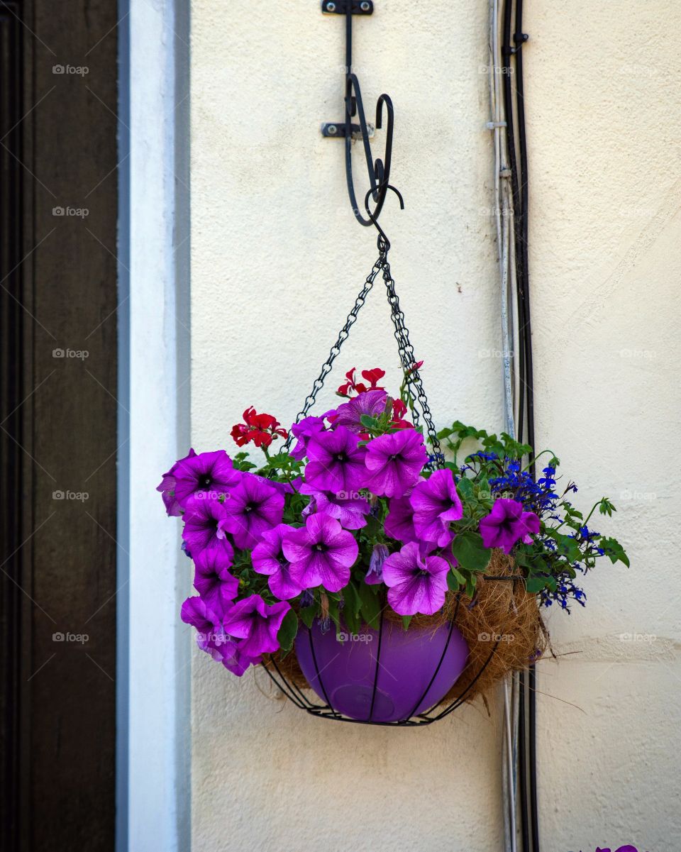 Hanging flowers in a pot in London 
