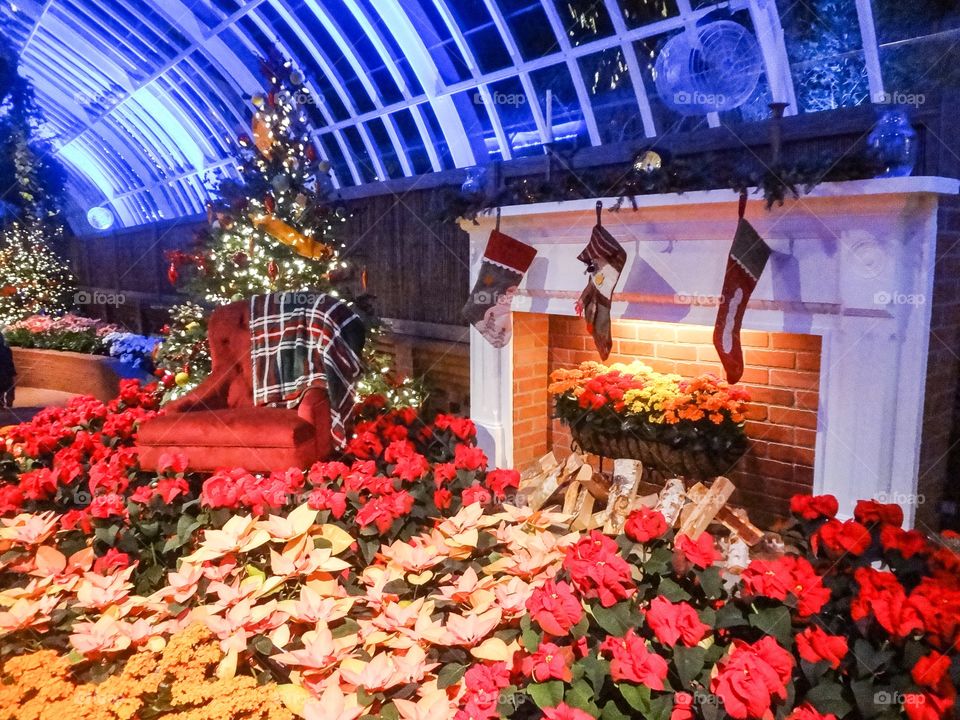 Poinsettias at Fireplace