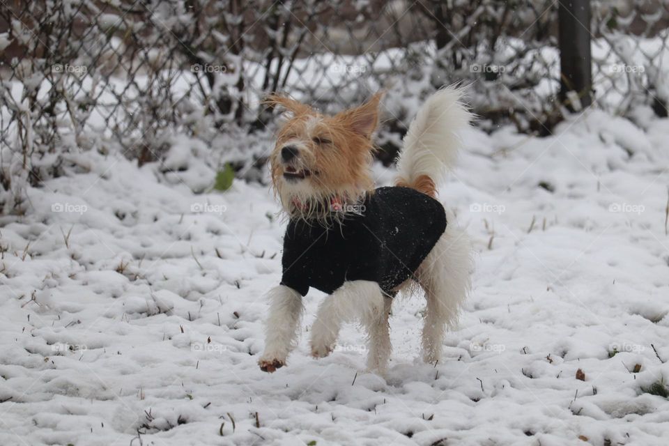 Dog at the snow