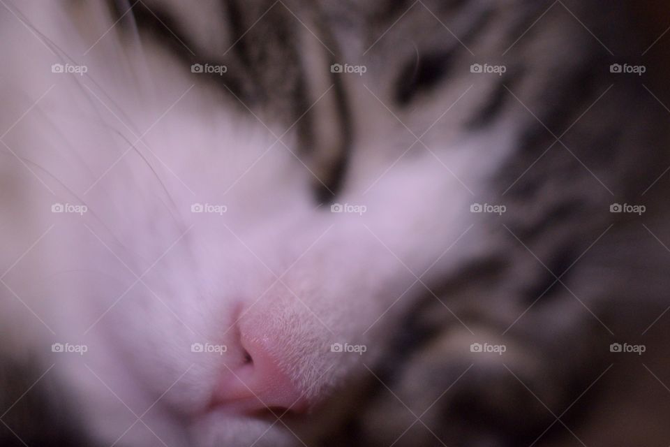 our new kitty named Enigma