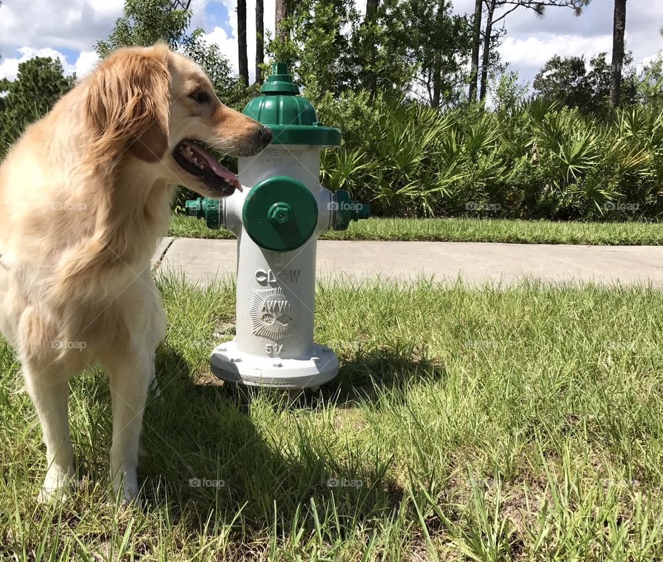 Fire hydrant near golden retriever