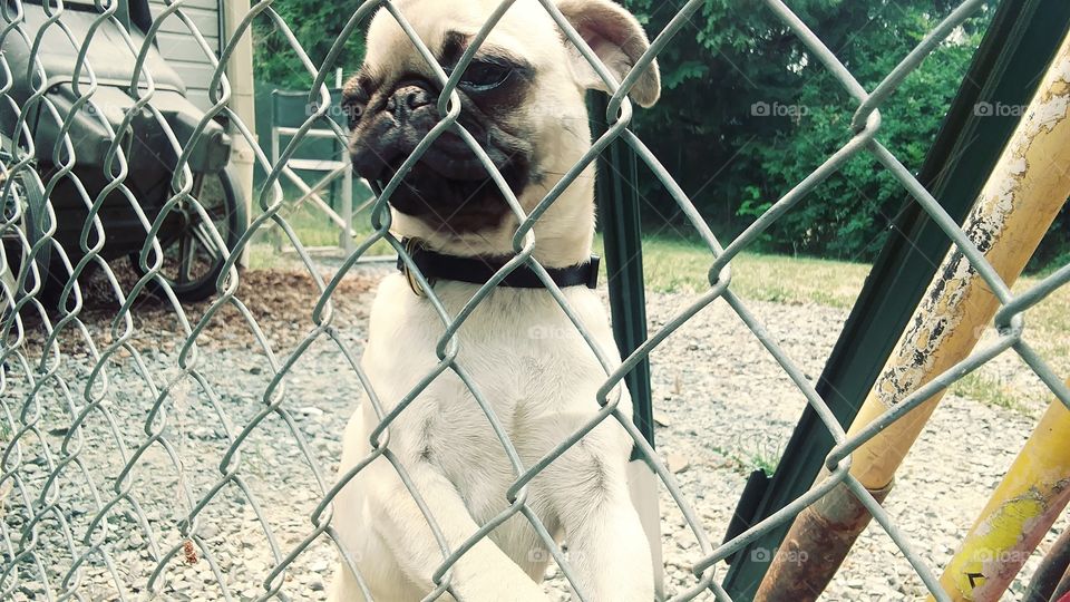 Dog looking through fence