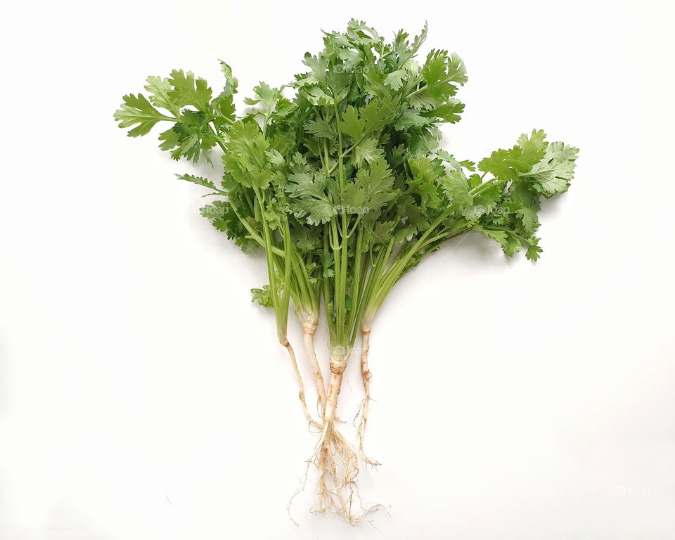 Fresh and clean organic coriander leaves with roots being prepared for cooking an asian dish. - Isolated Top view