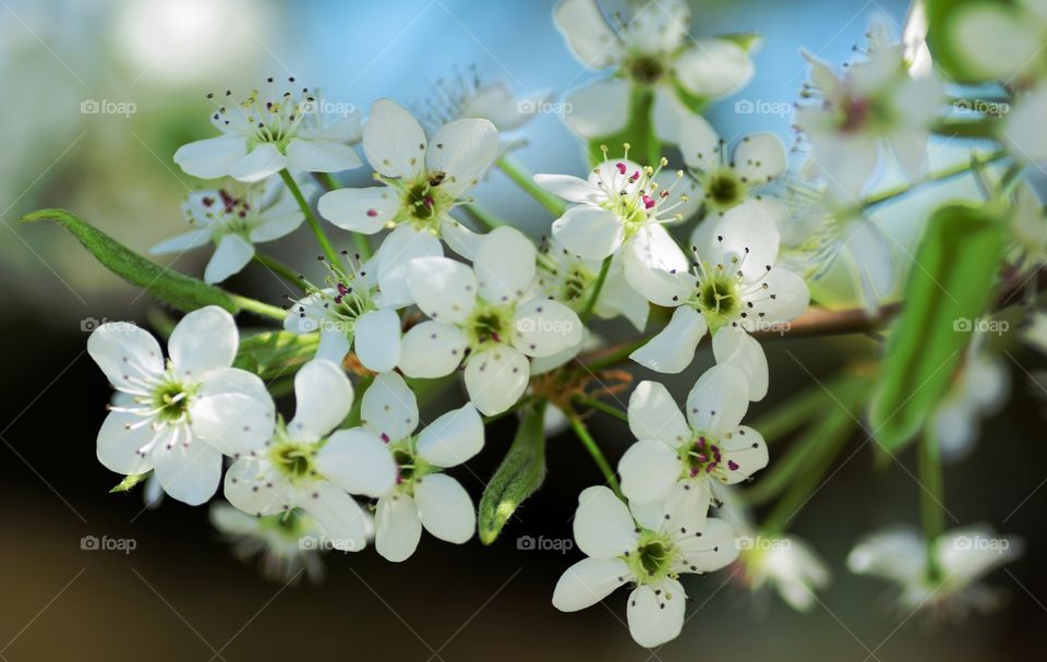 Close-up of white flowers