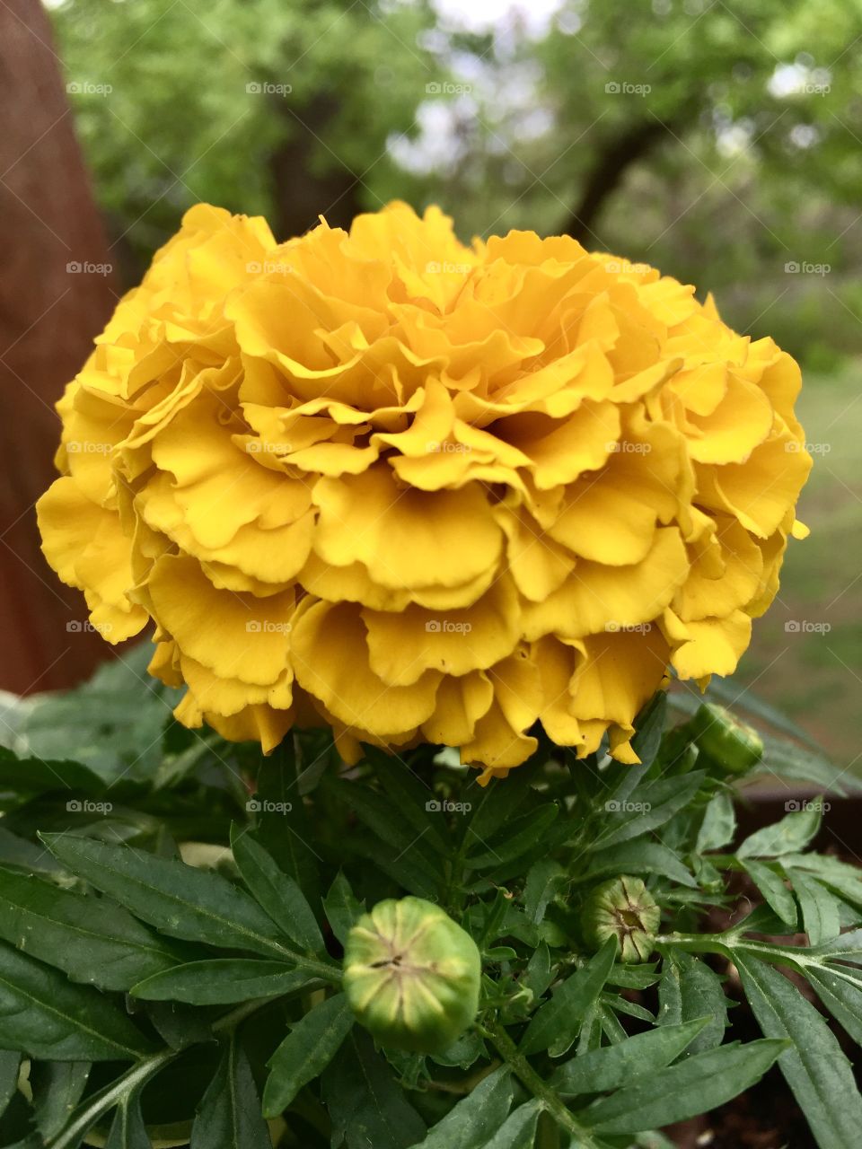 Yellow Marigold