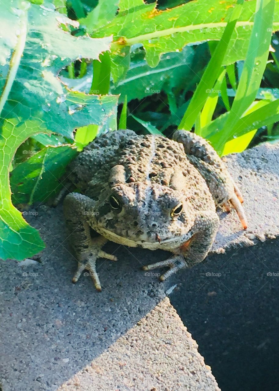 A tiny frog sitting on the corner of a raised bed garden cinder block in the sunlight, looking at the camera 