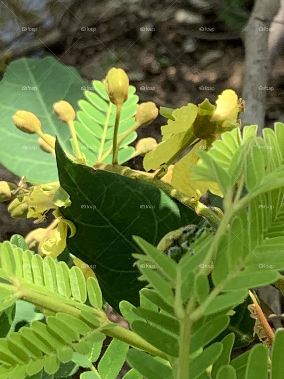 Urban Nature : Plants.