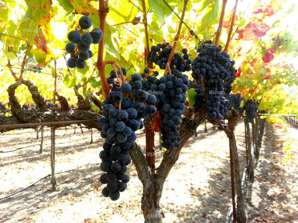 Grapes on the vine at Bell Wine Cellars in Napa