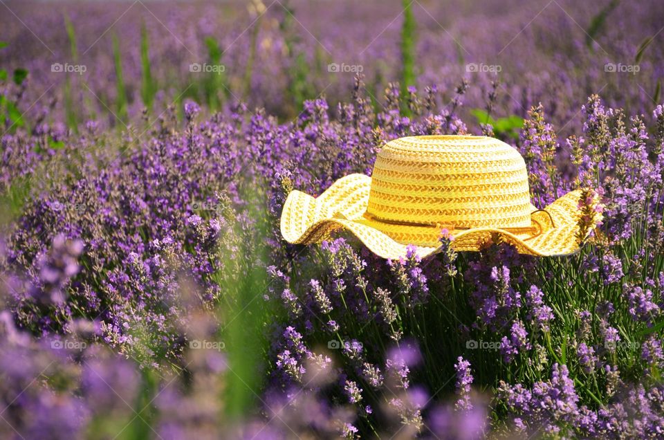 Yellow Hat on Background of Purple Lavender fields, Complementary colors