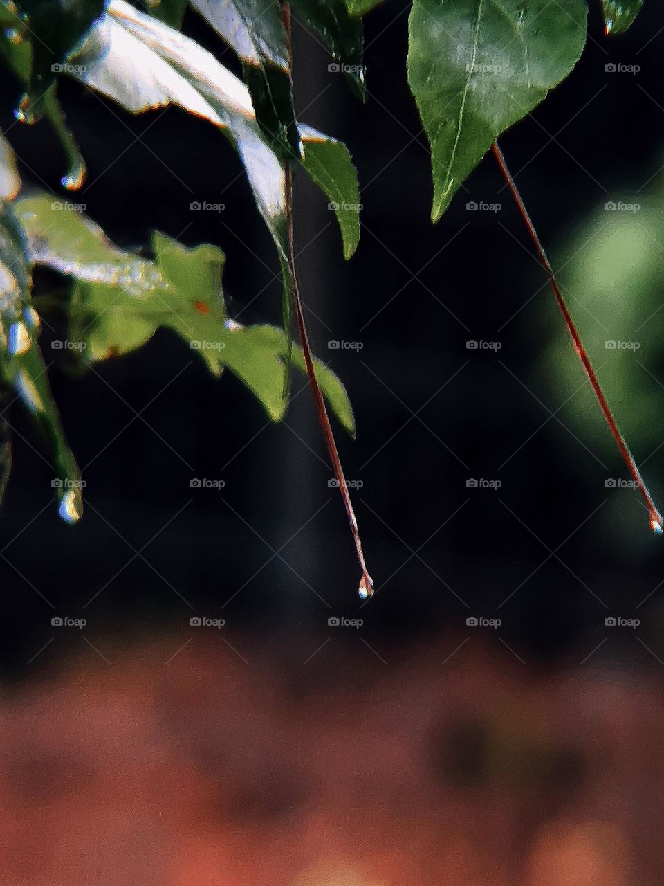 Rain drops falling from leaves creating a beautiful diamond like shine.