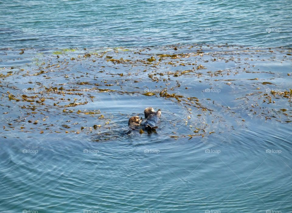 Female with pup, California