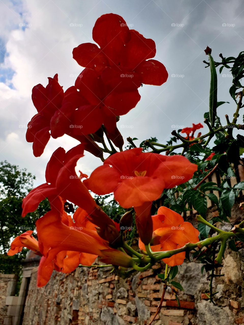 red flowers
