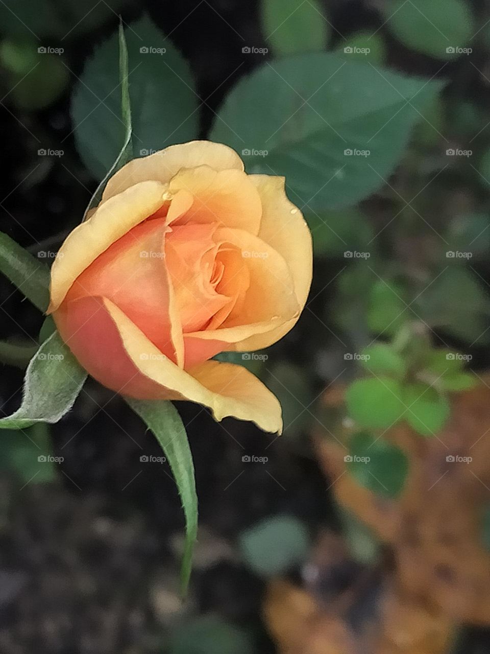 colors of the Autumn