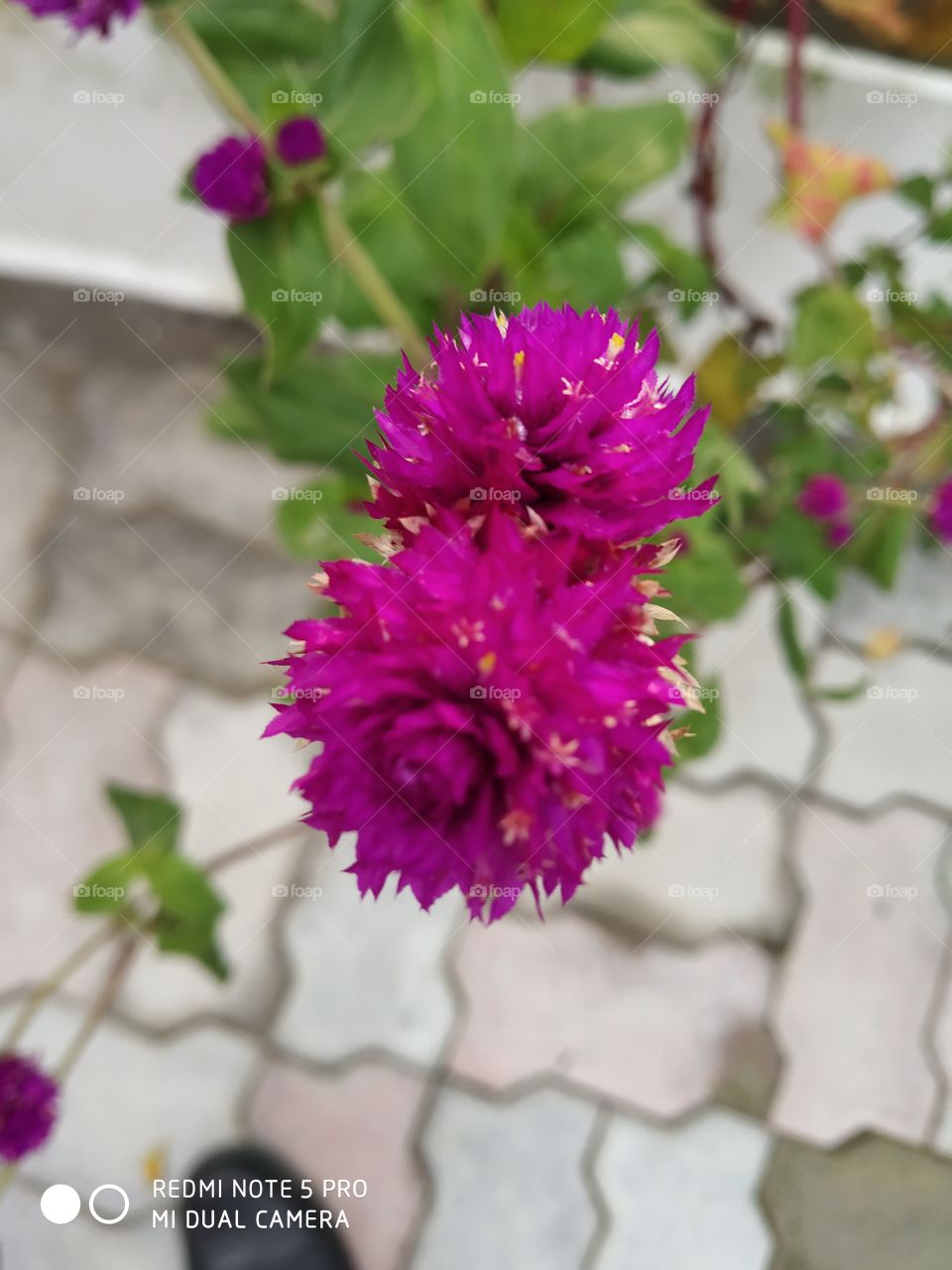 my flower