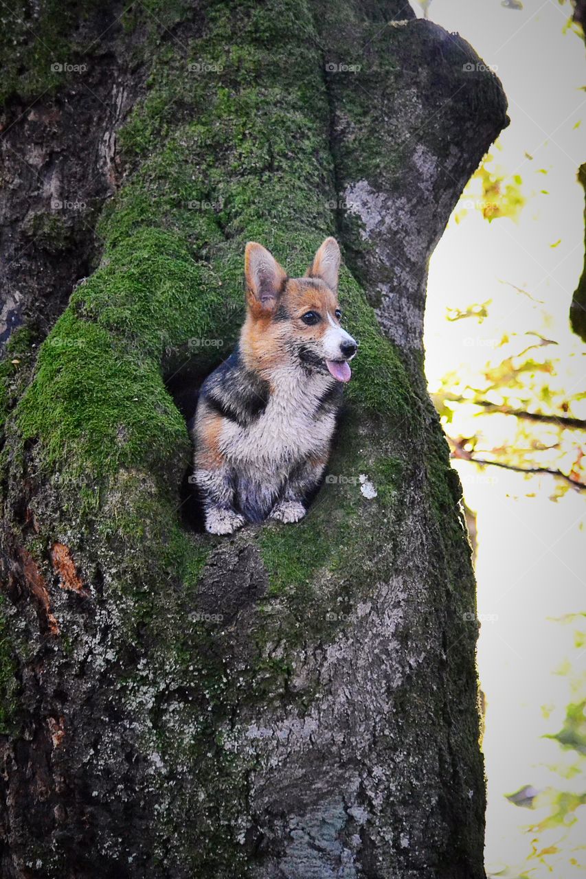 Dog in a tree