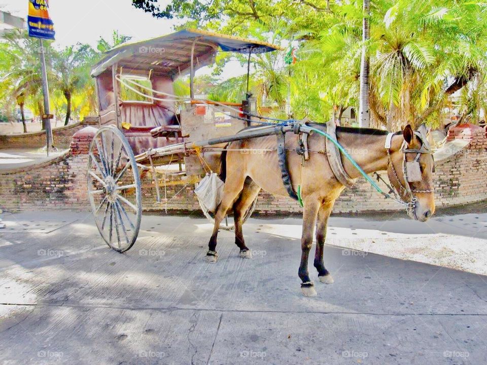 ilocos🐴