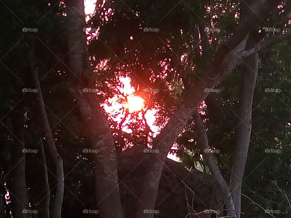 nature 2018-01-19 043 
#আমার_চোখে #আমার_গ্রাম #nature 
#eukaryota #plantae #angiosperms #eudicots #sunset