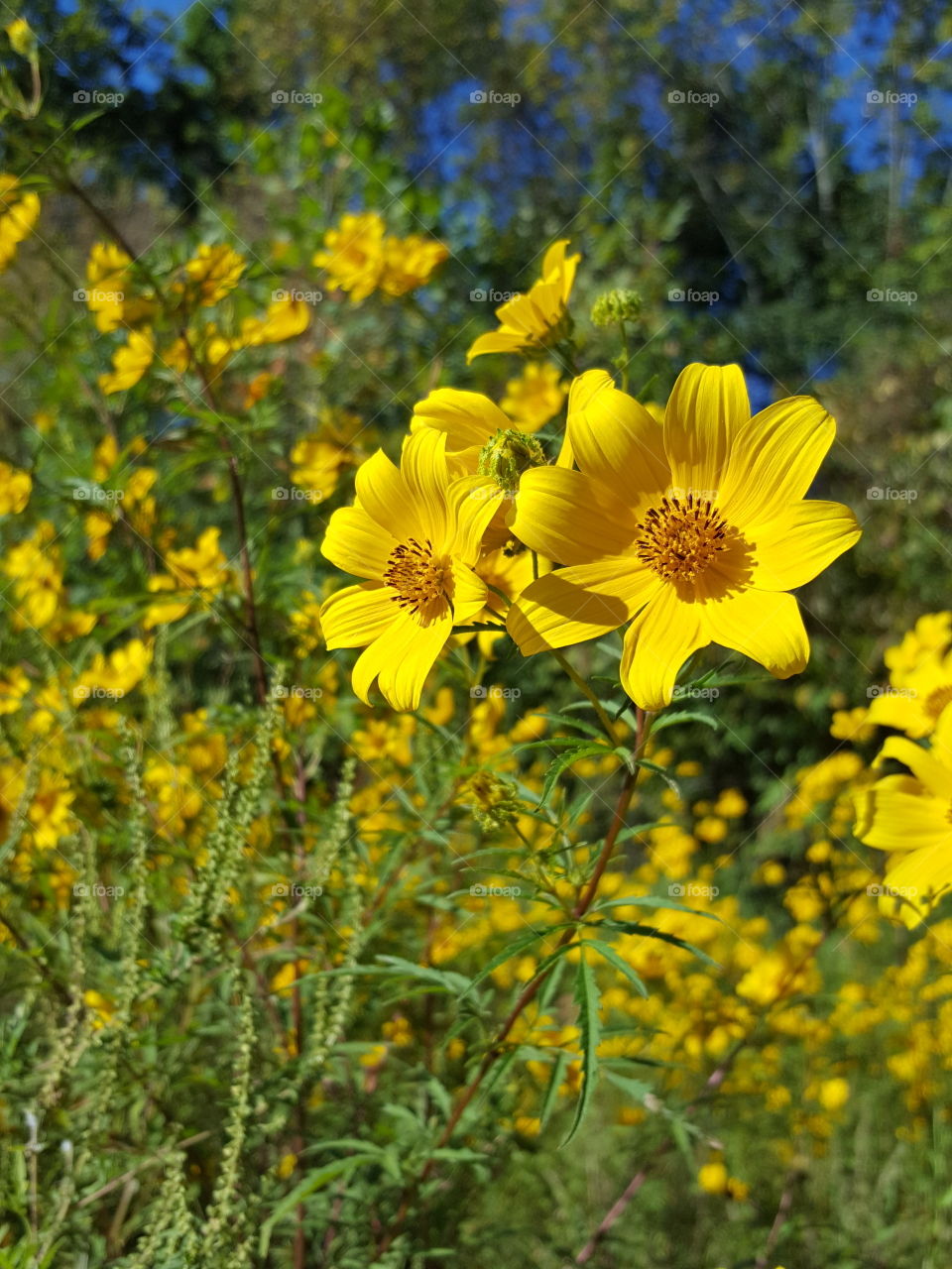 Close-up of yellow blooming flowers