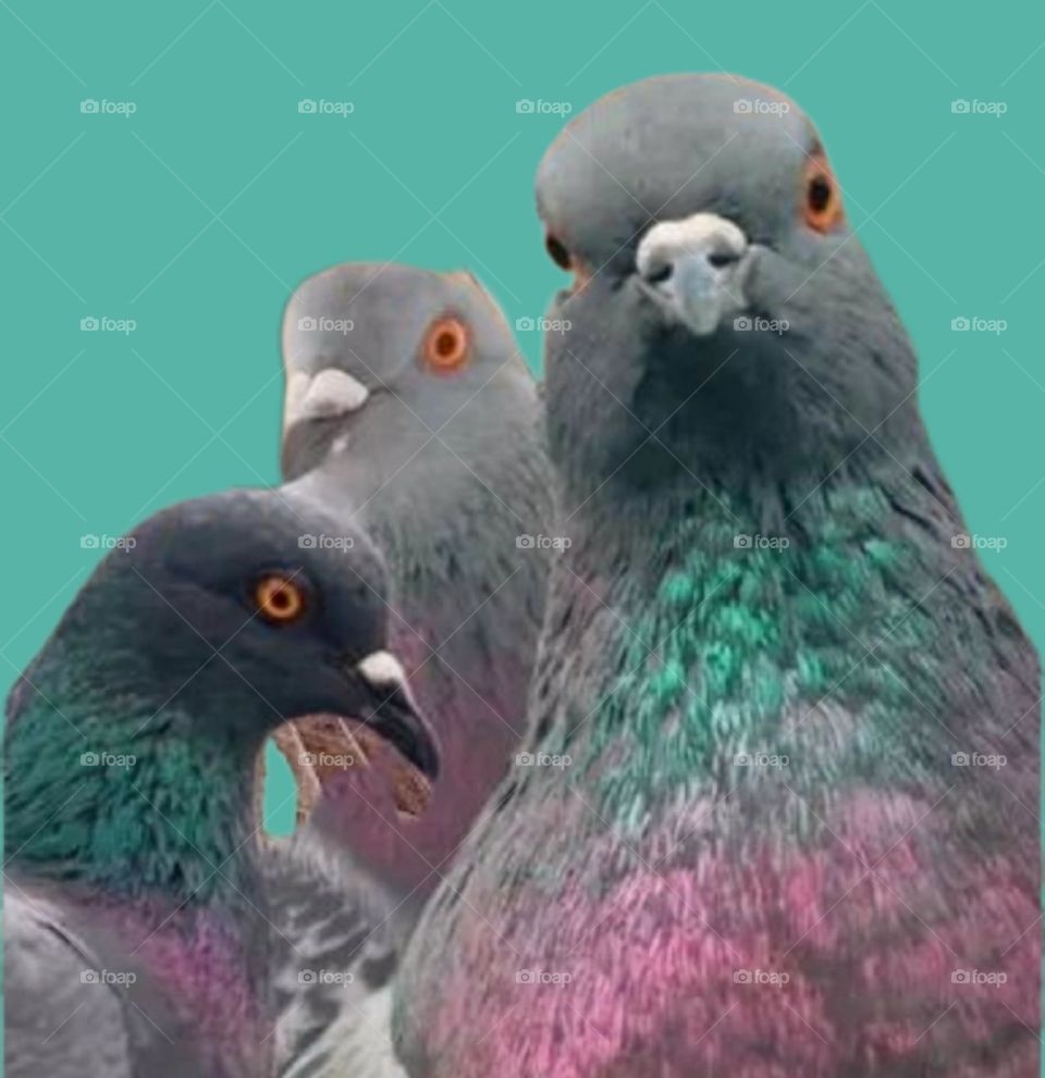 Very beautiful and attractive three pigeons.
